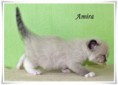 /album/amira/amira-4-hetes-001-jpg/